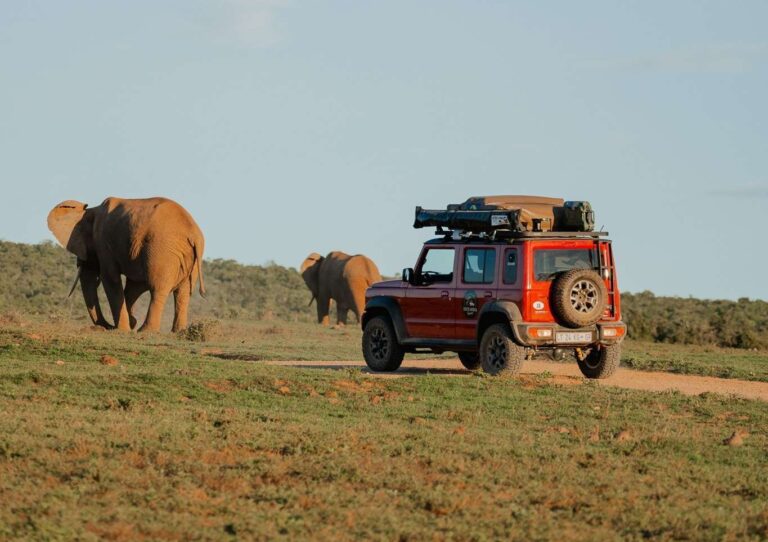 Elephant safari in South Africa